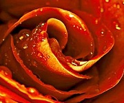 Royal Syntia Rosa Tulip (Cerrol) (Syntia Rose 1 Декор 20х50)